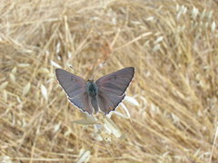 Tharsalea xanthoides