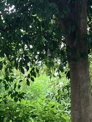 Papilio xuthus