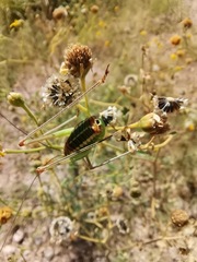 Mactruchus ischnodus