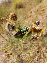 Mactruchus ischnodus