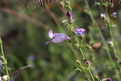 Penstemon amphorellae