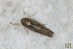 Osbornellus