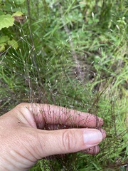 Digitaria cognata