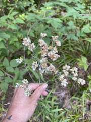 Pseudognaphalium macounii