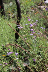 Penstemon amphorellae