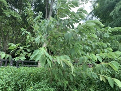 Callicarpa formosana