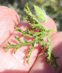 Pelargonium denticulatum