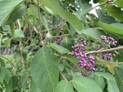 Callicarpa formosana