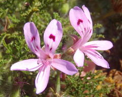 Pelargonium denticulatum