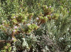 Pelargonium denticulatum