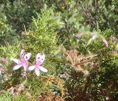 Pelargonium denticulatum