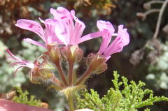 Pelargonium denticulatum