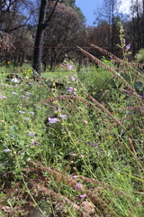 Penstemon amphorellae