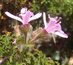 Pelargonium denticulatum