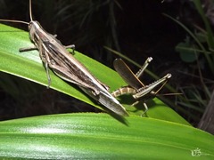 Schistocerca cancellata