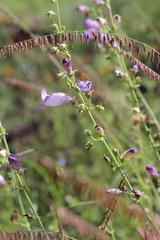 Penstemon amphorellae