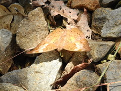 Euthalia