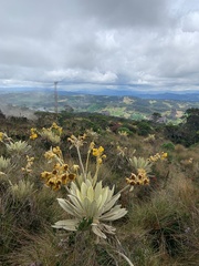 Espeletia barclayana