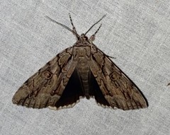 Catocala flebilis