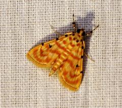 Notarcha quaternalis
