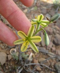 Albuca concordiana