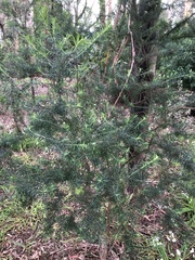 Cassinia aculeata aculeata