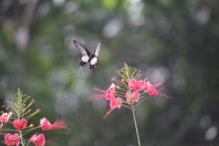 Pachliopta pandiyana