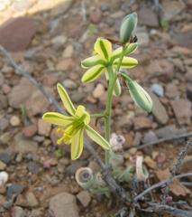 Albuca concordiana