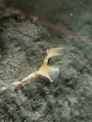 Pseudochama exogyra image