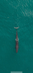 Globicephalinae