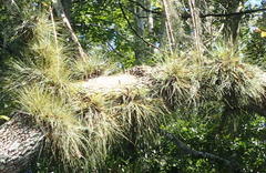 Tillandsia bartramii