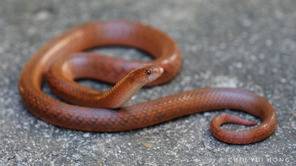 Ashy Kukri Snake