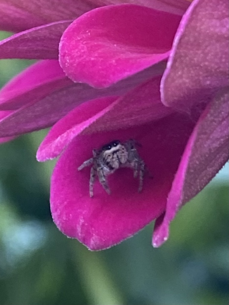 Common White-cheeked Jumping Spider in September 2021 by emilyabrams1