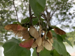 Acer buergerianum