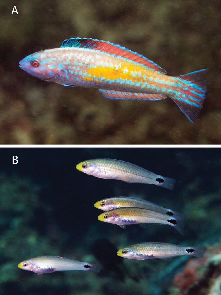 Mardi Gras Wrasse
