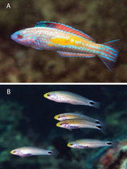 Mardi Gras Wrasse photo 1