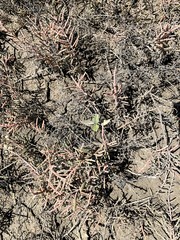 Tecticornia indica