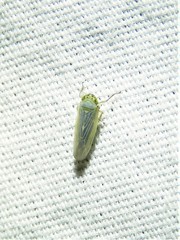 Macrosteles quadrilineatus