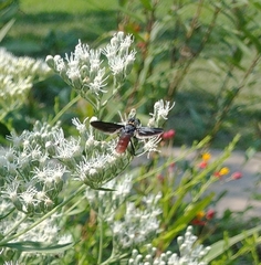 Trichopoda lanipes