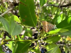 Hypochrysops apelles