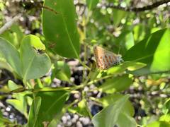 Hypochrysops apelles