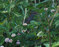 Gallirallus philippensis mellori