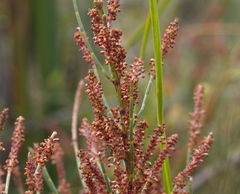 Allocasuarina misera