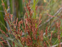 Allocasuarina misera