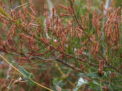 Allocasuarina misera