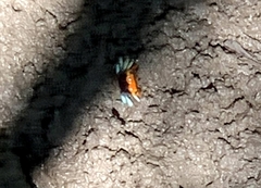 Tubuca coarctata