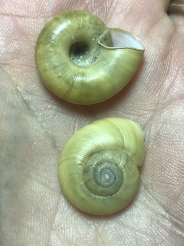 Beaded Lancetooth Snail