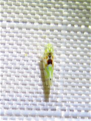 Erythroneura octonotata