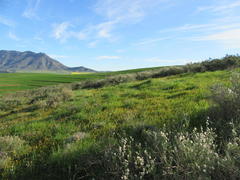 Hermannia prismatocarpa