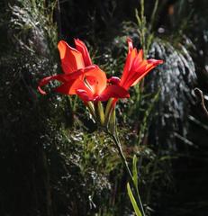 Gladiolus cardinalis